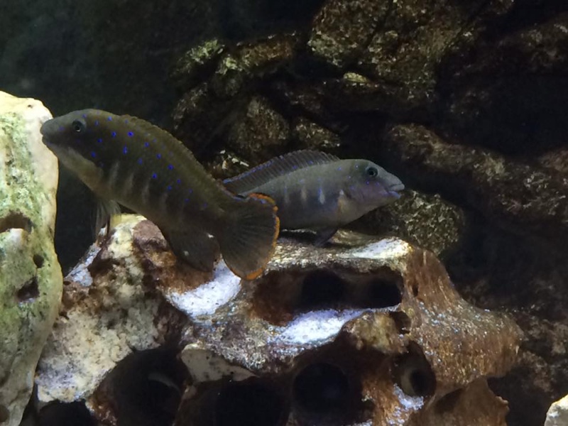 Eretmodus cyanostictus 'Kalambo Lodge'